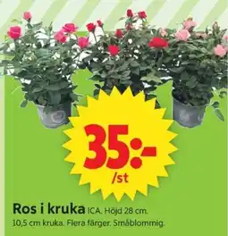 ICA Supermarket Ros i kruka erbjuda