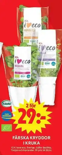 ICA Maxi ICA Färska kryddor i kruka erbjuda