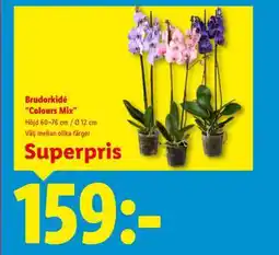 Lidl Brudorkidé 'Colours Mix' erbjuda