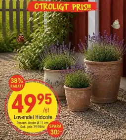 EKO Lavendel Hidcote erbjuda