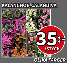 Extra Mjällby Stormarknad Kalanchoe/calandiva erbjuda