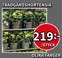Extra Mjällby Stormarknad Trädgårdshortensia erbjuda