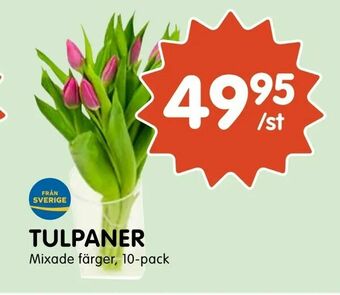 Tempo Tulpaner erbjuda