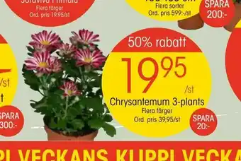 Chrysantemum 3-plants