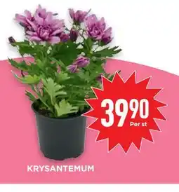 Willys KRYSANTEMUM erbjuda