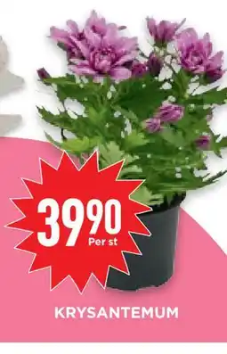 Willys Hemma KRYSANTEMUM erbjuda
