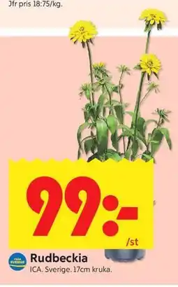 ICA Kvantum Rudbeckia erbjuda