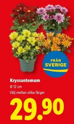 Lidl Kryssantemum erbjuda