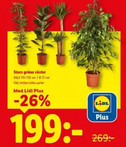 Lidl Stora gröna växter erbjuda