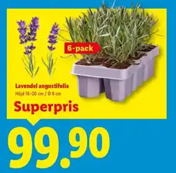 Lidl Lavendel angustifolia erbjuda