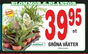 Nya Pulsen Gröna växter erbjuda