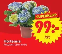 Nya Pulsen Hortensia erbjuda