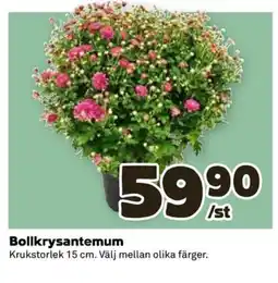Coop Konsum Bollkrysantemum erbjuda