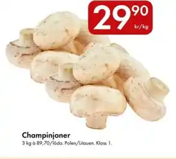Snabbgross Champinjoner erbjuda