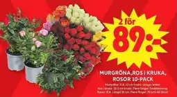 ICA Maxi Murgröna, Ros I Kruka, Rosor 10-PACK erbjuda