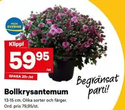 City Gross Bollkrysantemum erbjuda