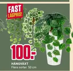 ÖoB HÄNGVÄXT erbjuda