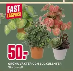 ÖoB GRÖNA VÄXTER OCH SUCKULENTER erbjuda