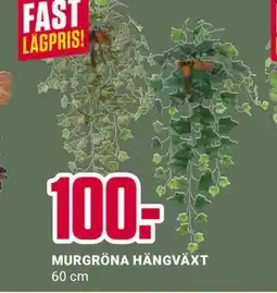 ÖoB MURGRÖNA HÄNGVÄXT erbjuda