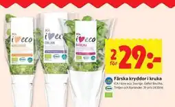 ICA Kvantum Färska kryddor i kruka erbjuda