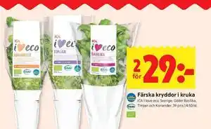 ICA Kvantum Färska kryddor i kruka erbjuda