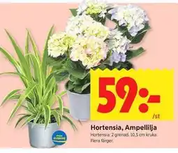ICA Kvantum Hortensia, Ampellilja erbjuda