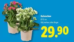 Lidl Kalanchoe erbjuda