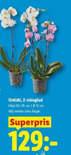 Lidl Orkidé, 2-stänglad erbjuda