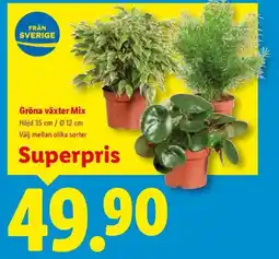 Lidl Gröna växter Mix erbjuda