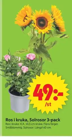 ICA Supermarket Ros i kruka, Solrosor 3-pack erbjuda