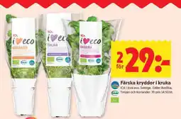 ICA Supermarket Färska kryddor i kruka erbjuda
