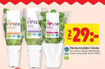 ICA Supermarket Färska kryddor i kruka erbjuda