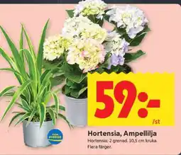 ICA Supermarket Hortensia, Ampellilja erbjuda