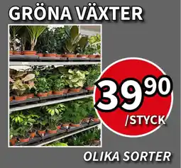 Extra Mjällby Stormarknad Gröna växter erbjuda