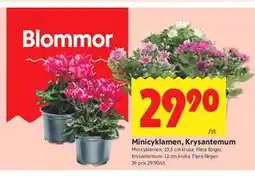 ICA Kvantum Minicyklamen, Krysantemum erbjuda