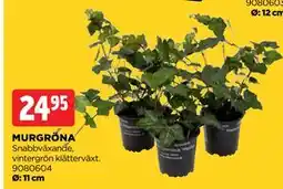 Jem&Fix MURGRÖNA erbjuda