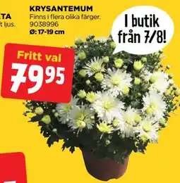 Jem&Fix KRYSANTEMUM erbjuda