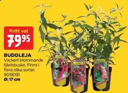 Jem&Fix BUDDLEJA erbjuda