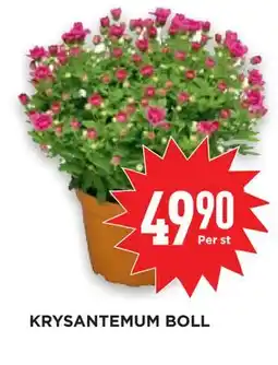 Willys KRYSANTEMUM BOLL erbjuda