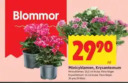 ICA Supermarket Minicyklamen, Krysantemum erbjuda