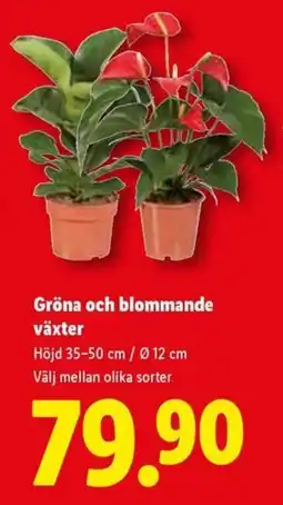 Lidl Gröna och blommande växter erbjuda