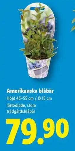 Lidl Amerikanska blåbär erbjuda