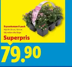 Lidl Krysantemum 6-pack erbjuda
