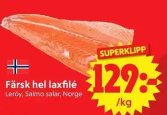Färsk hel laxfilé