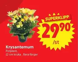 Nya Pulsen Krysantemum erbjuda