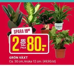 ÖoB GRÖN VÄXT erbjuda