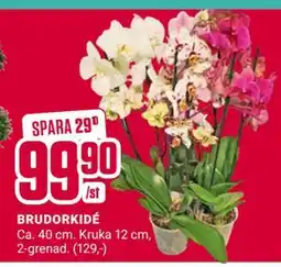 ÖoB BRUDORKIDÉ erbjuda