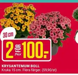 ÖoB KRYSANTEMUM BOLL erbjuda