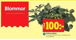 ICA Kvantum Gröna växter erbjuda