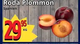 Supergrossen Röda Plommon erbjuda